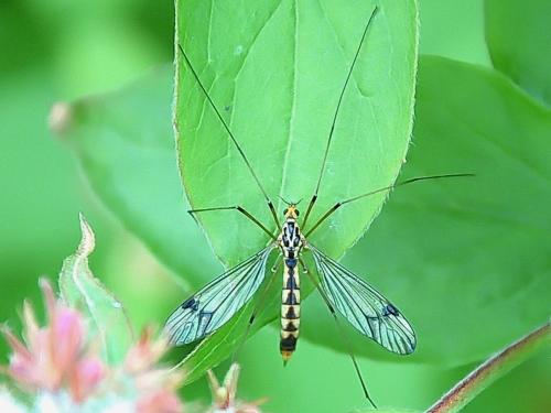 Nephrotoma quadrifaria